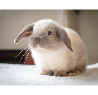 Baby sable point Holland Lop on neutral background
