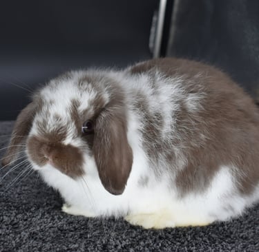 Hot Cross Buns' Loofah - future breeding buck on black background