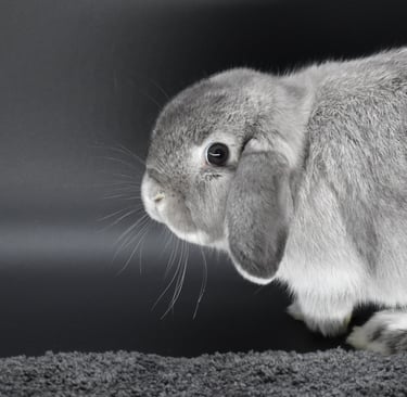 Hot Cross Buns' Chummy - solid squirrel future breeding doe at Hot Cross Buns Holland Lops 