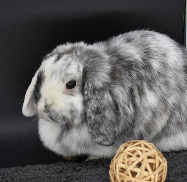 Hot Cross Buns' Francesca - broken magpie spayed doe