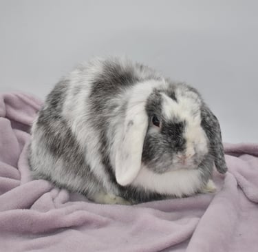 Hot Cross Buns' Francesca - VM Magpie Holland Lop Doe on lavender and white background
