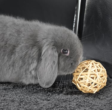 Hot Cross Buns' Funion - Blue Holland Lop baby buck playing with willow ball on black background