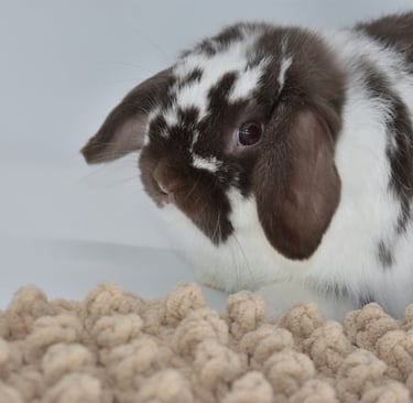 Hot Cross Buns' Loofah - broken chocolate buck