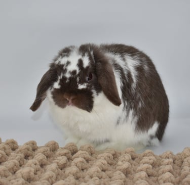 Hot Cross Buns' Loofah - future breeding buck on white background