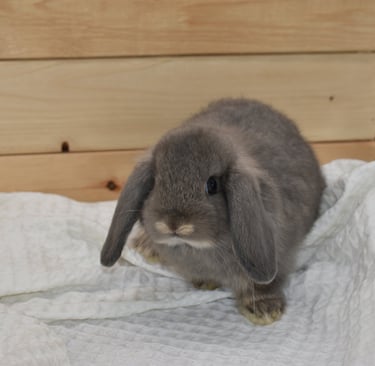 Hot Cross Buns' Meander - solid opal baby doe
