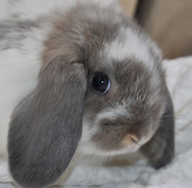 Hot Cross Buns' Mosey - broken opal baby doe