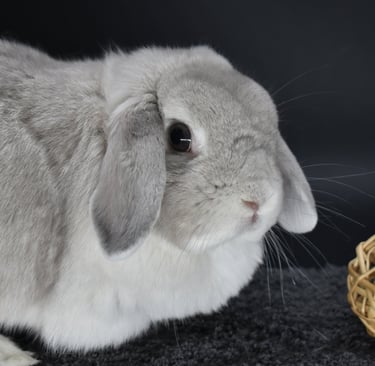 Hot Cross Bun's Pigeon - light chinchilla Holland Lop doe