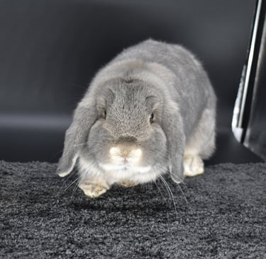 Hot Cross Buns' Quinoa - solid opal breeding doe on black background