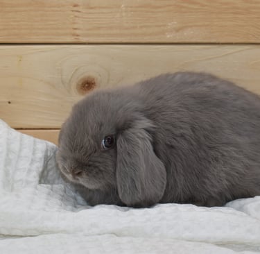 Hot Cross Buns' Roam (IF You Want To) - baby lilac doe