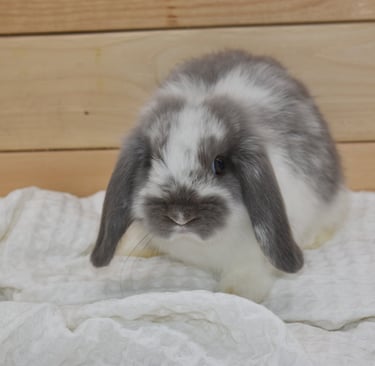 Hot Cross Buns' Skedaddle - Broken lilac baby doe