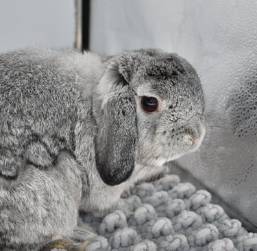 HCB's Stewart - solid chinchilla Holland Lop buck