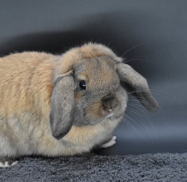 Sullivan - Black tort Holland Lop breeding buck at Hot Cross Buns