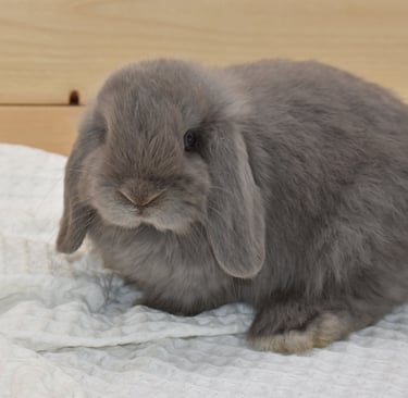 Hot Cross Buns' Wander - solid lilac baby doe