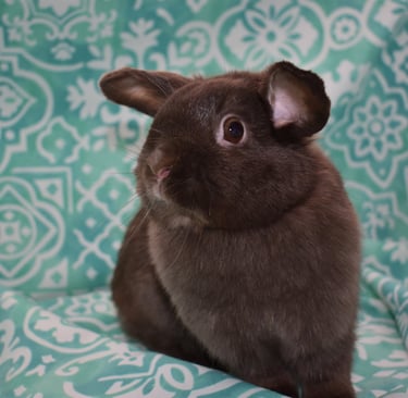 Henrietta at Hot Cross Buns - Solid Chocolate Holland Lop doe on teal and white background