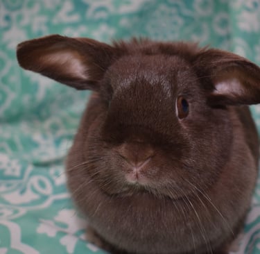 Hot Cross Buns' Henrietta - one of our supreme hay eater and mess makers