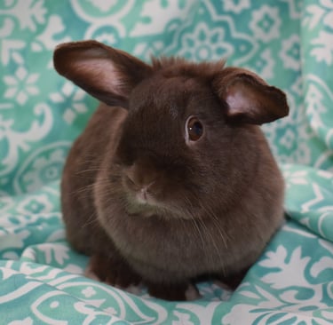 Hot Cross Buns' Henrietta - chocolate Holland lop doe on teal and white background