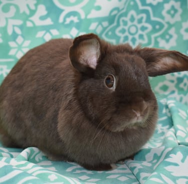 Henrietta at Hot Cross Buns - Solid Chocolate Holland Lop doe on teal and white background