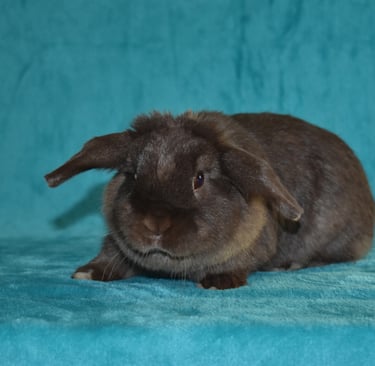 Hot Cross Buns Holland Lops - Henrietta - spayed pet doe