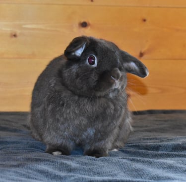 Henrietta at Hot Cross Buns - sporting her beautiful new chocolate coat