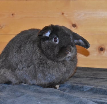 Henrietta at Hot Cross Buns - solid chocolate Holland Lop spayed doe with a very expressive face