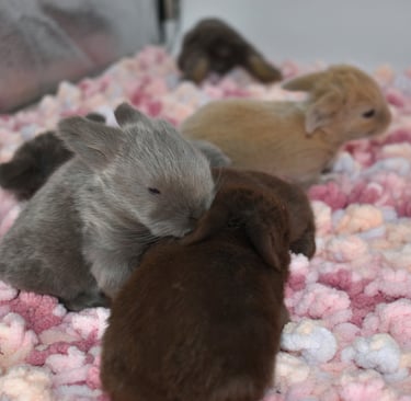 Hot Cross Buns' Henrietta's litter at two weeks