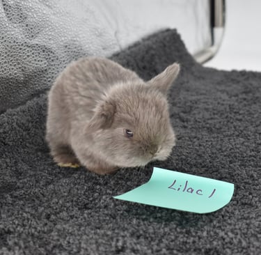 Hot Cross Buns Lilac Baby #1...Henrietta and Gumption