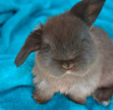 Hot Cross Buns' Ivy - solid chocolate Holland Lop doe on teal background