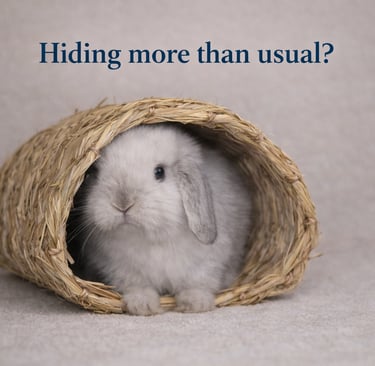 Hot Cross Bun peeking out of a hidey house to make certain she is safe