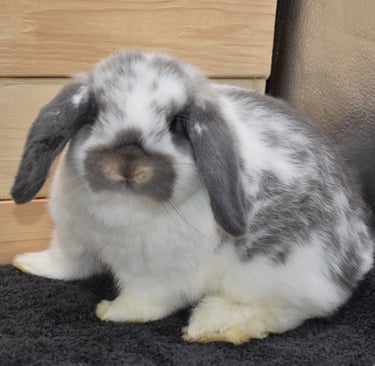 baby holland lop rabbit raised at Hot Cross Buns Holland Lops in Ohio