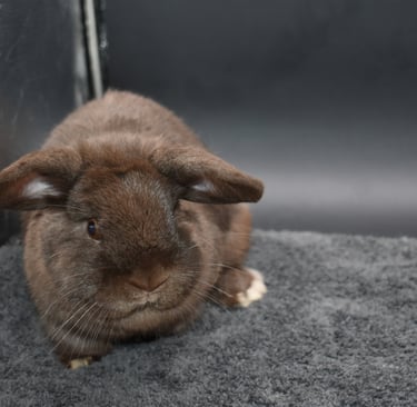 Hot Cross Buns' Holly waiting to learn what rabbits can eat