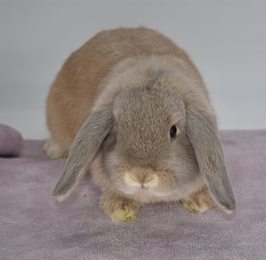 Hot Cross Buns' Tansy - solid cream Holland Lop doe