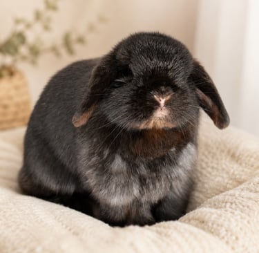 Hot Cross Buns' Zinnia sends a warm thank you for visiting our website HotCrossBuns.org
