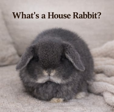 Baby Hot Cross Bun chilling out and contemplating life as a house rabbit