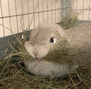 Hot Cross Buns' Pigeon with haystache