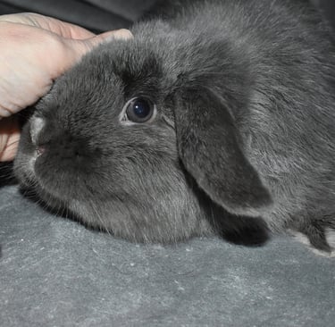 Hot Cross Buns' John-Boy - a blue buck on a grey background