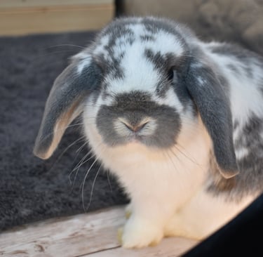 Hot Cross Buns' Kayak - broken opal Holland Lop junior doe on black background