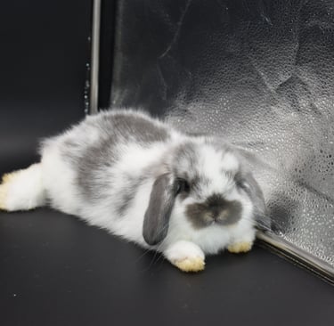 Hot Cross Buns' Kayak - broken opal Holland Lop baby doe on black background