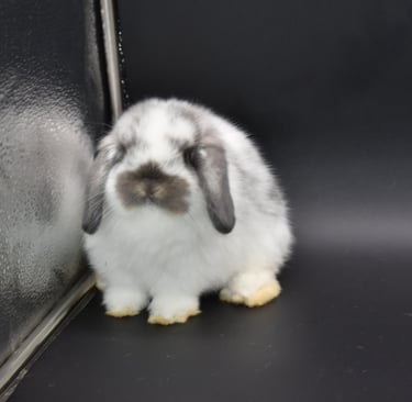 Hot Cross Buns' Kayak - broken opal baby Holland Lop doe on black background
