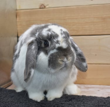 Hot Cross Buns' Kipling - broken opal neutered buck on neutral background