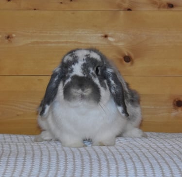 Hot Cross Buns' Kipling - neutered broken opal buck