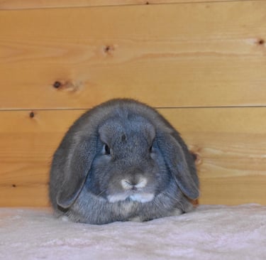 Hot Cross Buns' Meadowlark "Lark" opal junior buck