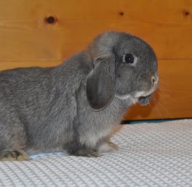 Hot Cross Buns' Meadowlark "Lark" - opal junior buck