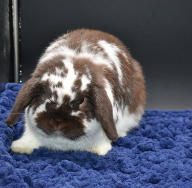 Hot Cross Buns Loofah - broken chocolate neutered buck