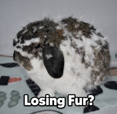 Hot Cross Buns' Truffle with enhanced fur tufts for Losing Fur? post