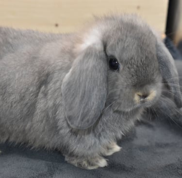 Hot Cross Buns' Meadowlark "Lark" opal baby buck