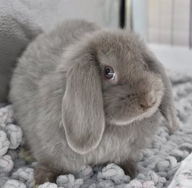 Hot Cross Buns' Noelle - lilac Holland Lop doe on grey background