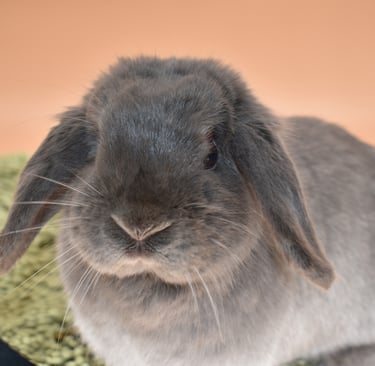 Hot Cross Buns' Noelle - solid lilac doe