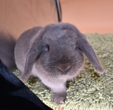 Hot Cross Buns' Noelle - lilac Holland Lop doe