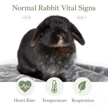 Hot Cross Buns' Zinnia listening to normal vital signs for rabbits