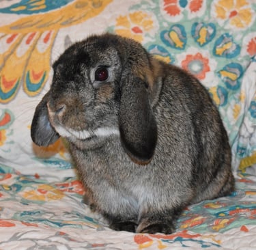 Hot Cross Buns' Oona - chestnut doe has found forever family